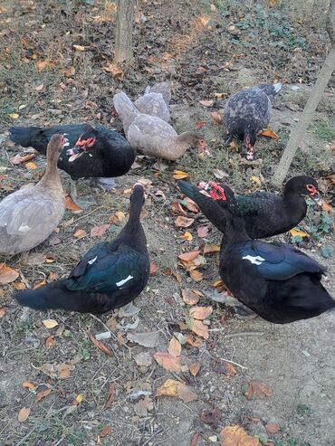 Ördəklər: Dişi, | Macar, Damazlıq, Pulsuz çatdırılma — 3