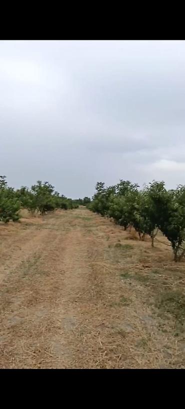 səkidə torpaq: - Çıxarışı var. Kənd təsərrüfatı təyinatlı torpaqdır. - 1.27 hektar — 2
