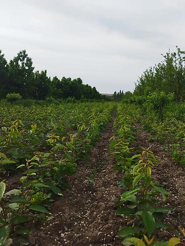 Фрукты и ягоды: Саженцы черешни - Питомник. Ряды молодых саженцев черешни открытого — 14