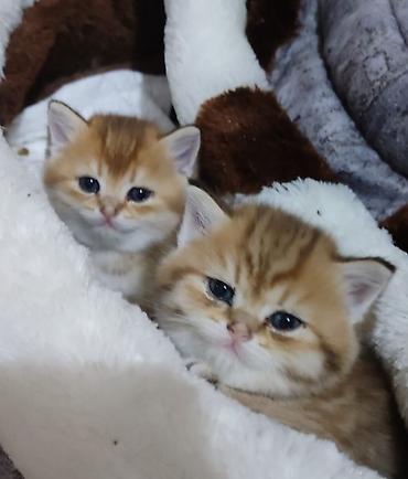 Pişiklər: Qızıl şinşilla, Erkək, Yaxşı əllərə, Ünvandan götürmə — 10