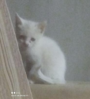 Находка и пропажа кошек: Пропала : Ангорская at lalafo.kg — 15 Находка и пропажа кошек: Пропала : Ангорская — 15