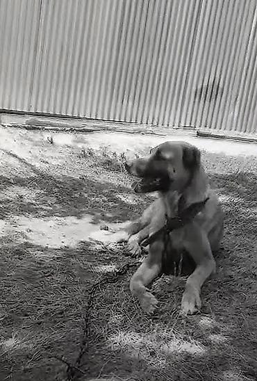 cuce ve xoruz temsili: Məhsul: İtlər üçün möhkəm metal zəncir və yaxalıq dəsti Təsvir: - — 4