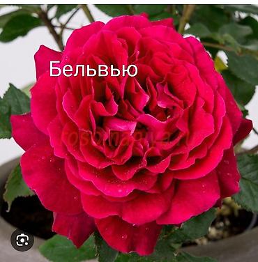 Роза: Instagram: #rozaelite Продаю саженцы роз с открытой корневой — 1