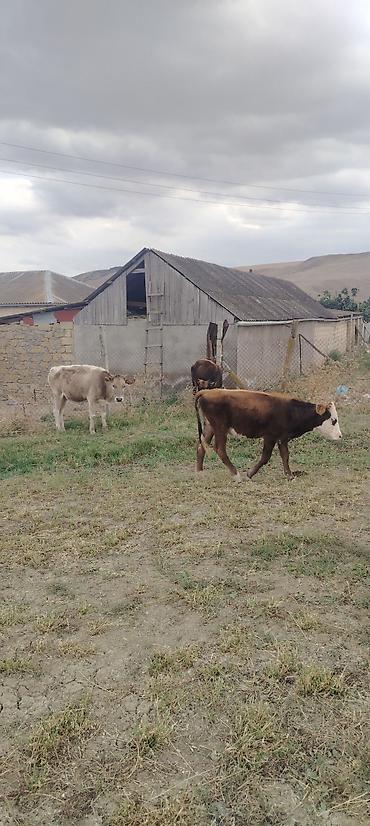 tap az itler kangal: Satılır: Damazlıq düyələr kom və tək tək:Əlaqə üçün 050-961-67-32 — 1
