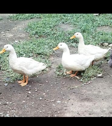 deve quşu: Ordek iri etlidi 1 ededi 40 m xirdalan cava💎