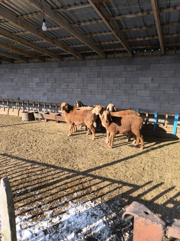 Бараны, овцы: Продаю | Овца (самка), Ягненок | Арашан | Для разведения | Ярка — 6