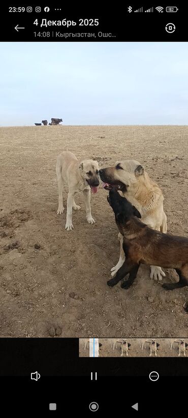 Продажа собак: Кангал чистокровный Пастушьи собаки крупного типа (светло-палевый — 3