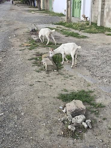 labrador satilir: Erkək, il: 3, Südlük, Ünvandan götürmə — 1