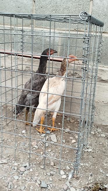 А/ч жаныбарларын сатам: Сатам | Короздор — 3