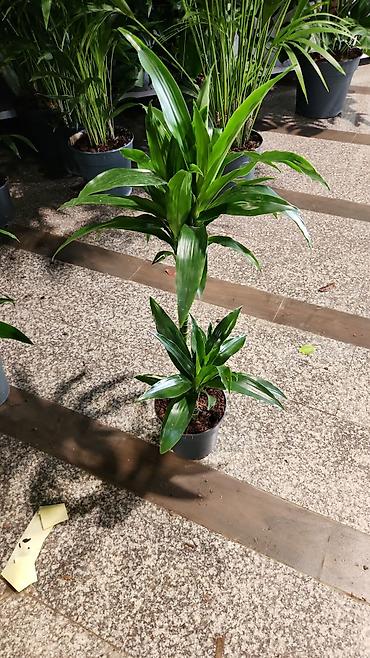 en gozel dibcek gulleri: Daxili və eyvan üçün saksı bitkiləri dəsti Tərkib: - Aloe vera (iki — 3