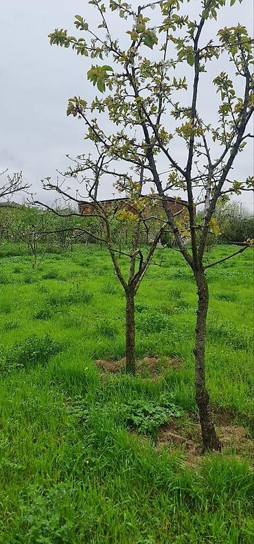 Torpaq sahələrinin satışı: 12 sot, Tikinti — 8