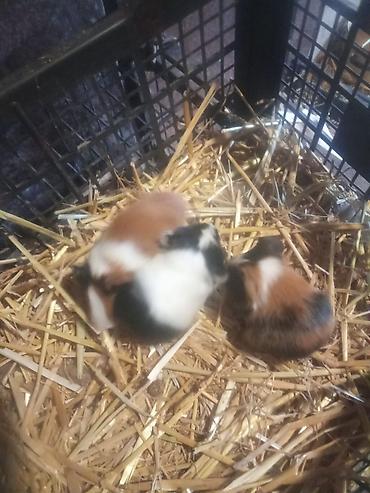 hamster qiymetleri: 3sade 20man 1ri tuku ters razetka sort bala 25man satilir real alıcı — 1