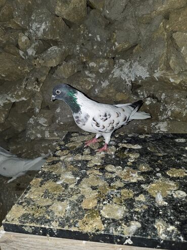 Göyərçinlər: Müxtəlif rənglərdə iki göyərçin təklif olunur. Biri gənc, qəhvəyi, boz — 14