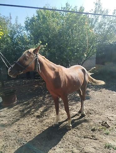 Продаю | Кобыла (самка), Жеребец | Рабочий at lalafo.kg Продаю | Кобыла (самка), Жеребец | Рабочий