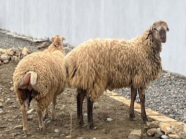 tap.az inekler: Salam Aleykum Dişinın qarnında balası olmalıdır kel alanda görmüşəm3-4