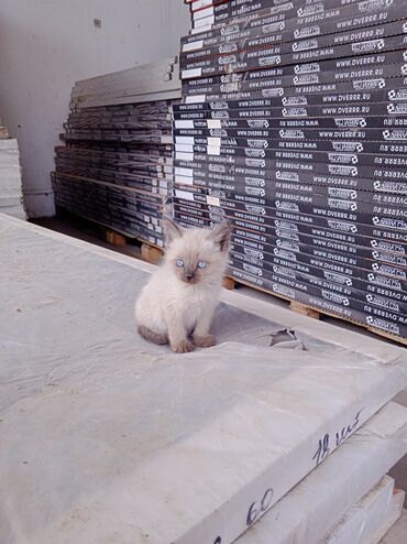персидская кошка: Сиамские котята !!! Срочно!!! Неравнодушные!!! Кошка родила на складе