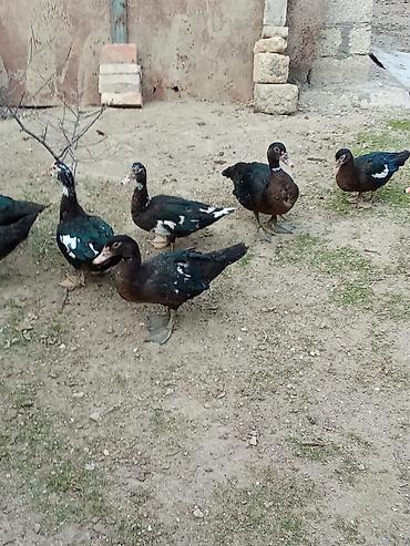 ördək qiyməti: Erkək, | Lal ördək, Ətlik — 7