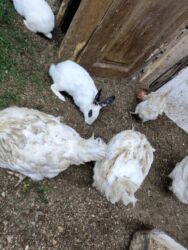 кошка в добрые руки: Dovşanlar satılır artirmağa əla fürsətdi erkəylər dişilər var hamilə