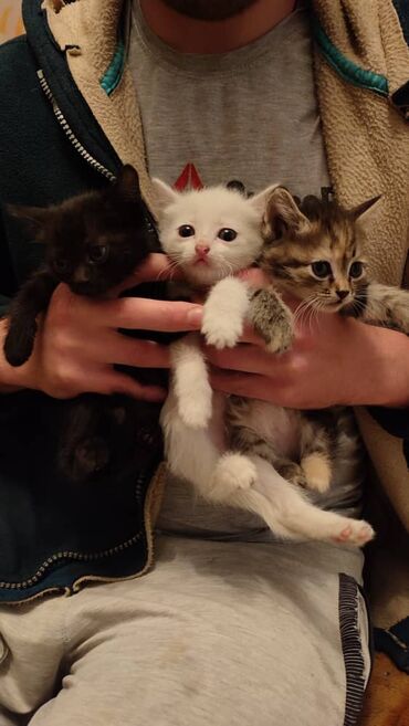 новорождённые котята: Котята в добрые руки Кушают всё к лотку приучены