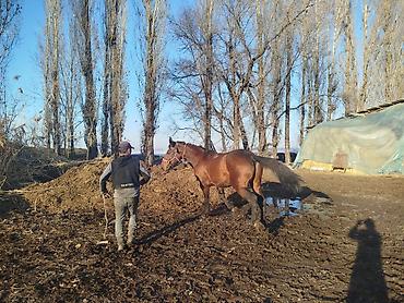 Лошади, кони: Продаю | Жеребец | Для разведения | Племенные — 3