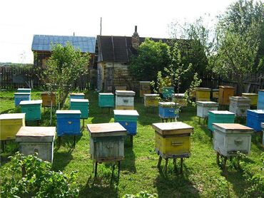 продажа пчел в кыргызстане: Продаю пчел вместе с уликами (рутовская система) - 3-х корпусные