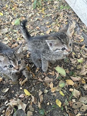 Котята-полосатики - Оба малыша тигрового окраса: серо-коричневый at lalafo.kg Котята-полосатики - Оба малыша тигрового окраса: серо-коричневый