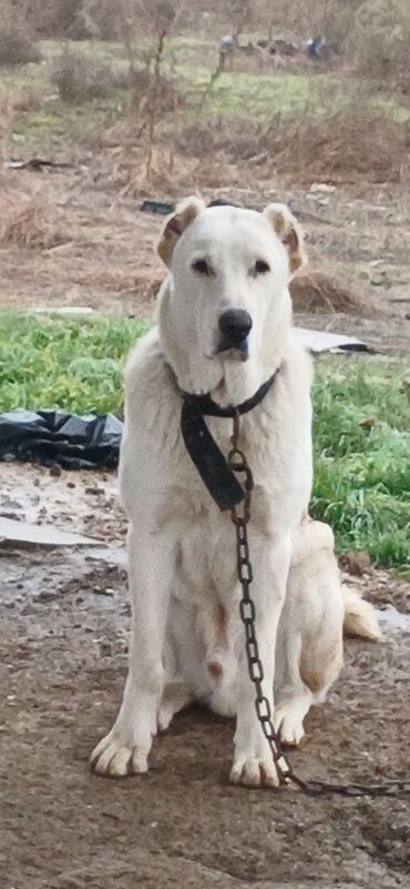 İtlər: Alabay, 8 ay, Erkek, Peyvəndli, Ödənişli çatdırılma — 6