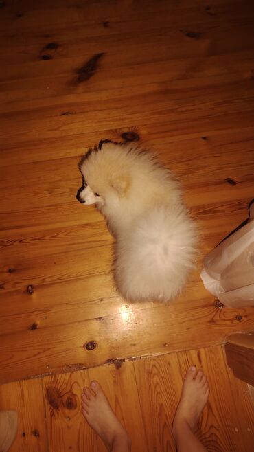 pomeranian şpitz: Şpitz, 7 ay, Erkek