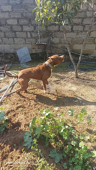 bull terier: Pitbul, 1 il, Erkək, Peyvəndli, Ünvandan götürmə — 4