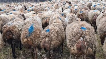 Qoyunlar, qoçlar: Otlaqda otlayan bir sürü qoyun. Qoyunların əksəriyyəti açıq rəngli — 8