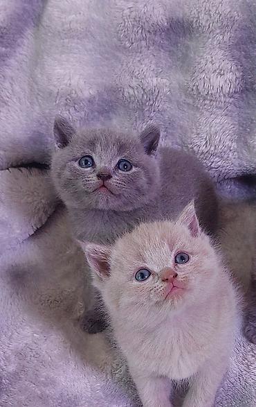 отель для кошек: ГОТОВЯТЬСЯ К ПРОДАЖЕ! Шотландские котята 6 недель - Породы — 3