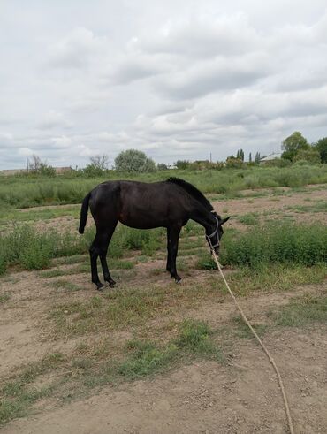 simmental ineklerin satisi: Satılır dayçadı hələm minilmir. İmişli rayonunda dı