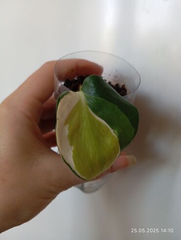 Otaq bitkiləri: Filodendron tricolor.Yalnız real alıcılar yazsın!Boş boşuna narahat