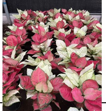 Другие товары для дома и сада: Продаются цветы — 7