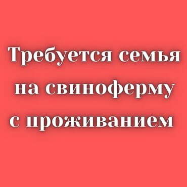 семья ищет работу: Требуется семья на свиноферму. С проживанием. Иссык-Атинский район