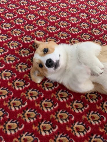 кавказская овчарка купить: Корги, 3 айлык, Эркек