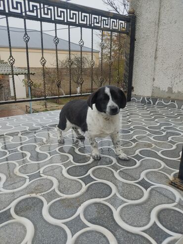 İtlər: Zvonok, 8 ay, Dişi — 3