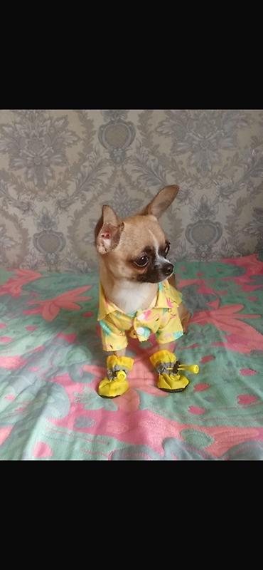 Комплекты одежды: 🐶 Продаётся чихуахуа, 1 год Ищет заботливых и любящих хозяев ❤️ — 2