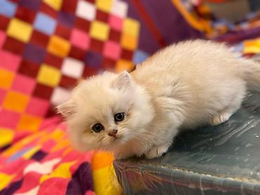 Pişiklər: Britan — 2