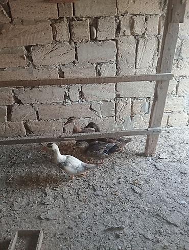 mandarinka ordek satilir: Satılır: ördək balaları (xırdabuynuzlu təsərrüfat üçün) - Növ: ev — 2