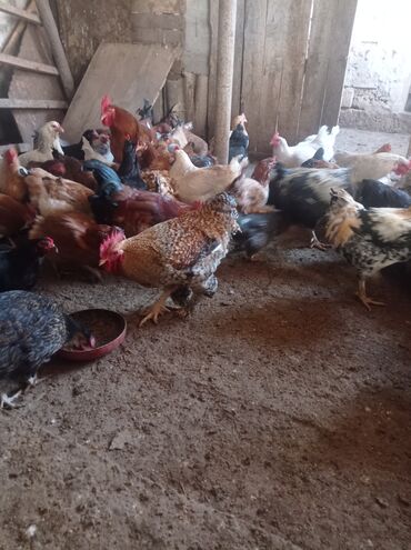 Toyuqlar: Toyuq, Damazlıq — 10