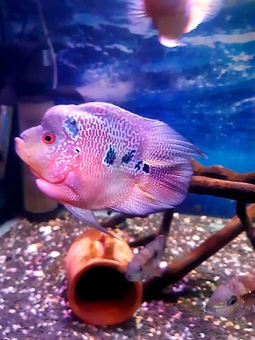 akvarium baliqlari qiymeti: Cixlid balığı, Yırtıcı — 1