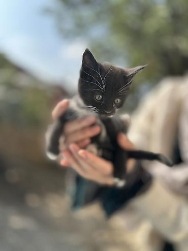 котята пародистые: Отдаются даром котята, возраст — 1,5 месяца. Описание: - Окрас — 6