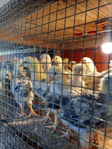 tovuz quşu balası: 1 ay 5 günlük. 3 manat. Sereblistdir. 200 ədəd. Şüvəlan — 6