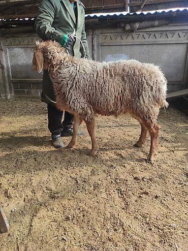 Баран, овца: Продаю | Овца (самка) | Для разведения | Ярка — 5