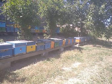 tap az qaz balalari: Sağlam məhsuldar Arı Ailələrinin Satışı və arı məhsuları topdan — 6