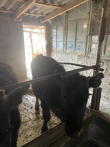 Коровы, быки: Продаю | Тёлка, Музоо, торпок — 7