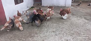 toyuq satisi: 6aylıq tam sağlam Red Buorbun hind quşları.Ağ qanad erkəylər 100azn — 6