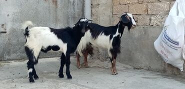 sort keciler: Самка, Haleb, лет: 3, Для разведения, Для молока, Для мяса, Самовывоз