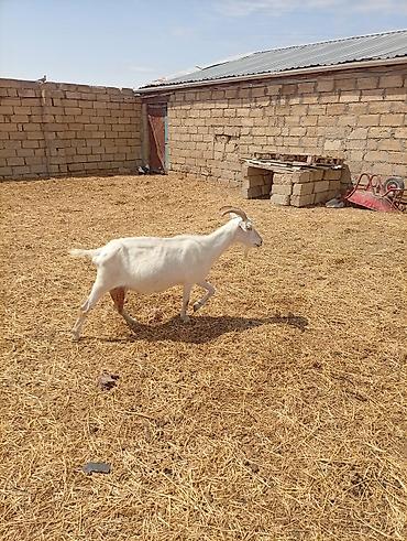 Keçilər, çəpişlər: SAF KAN SANEN FIRANSIZ IRKI KEÇİLER MACAR IRKI KEÇİLER ÇEPİÇLER BOĞAZ — 1